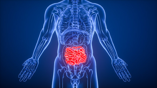 解剖身体3D消化系统小肠场景设计图片