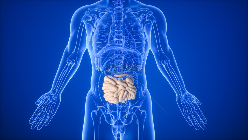 3D消化系统小肠场景图片