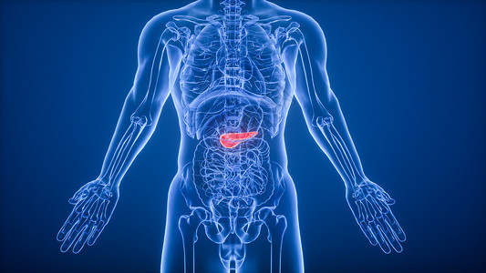 胰腺疾病3D胰腺场景设计图片