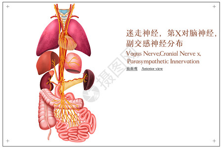 迷走神经和副交感神经分布医疗插画插画