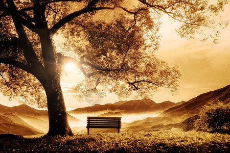 黄色日落秋天背景设计图片