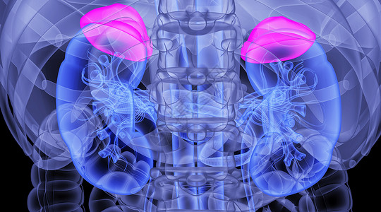 内分泌器官X光肾上腺场景设计图片