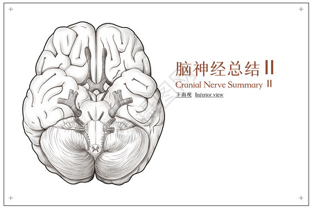 头部肌肉脑神经总结底面观医疗插画插画