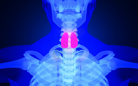 检验机构人体甲状腺疾病设计图片