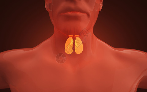 人体甲状腺医疗模型胸片高清图片