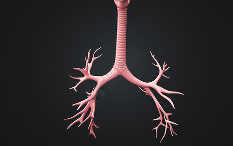 人体气管结构高清图片