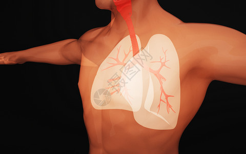 人体气管医学喉管高清图片