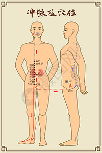 冲脉及穴位背景图片