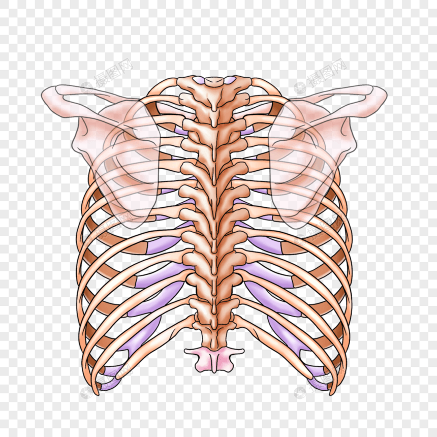 胸壁的骨骼图片