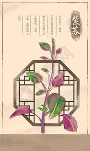 中草药紫苏背景图片
