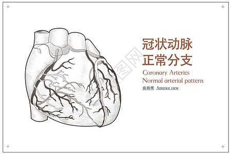 冠状动脉正常分支前面观医疗插画图片