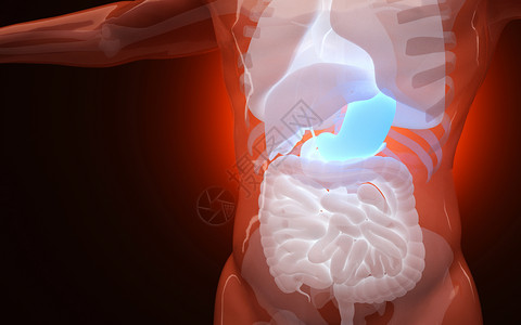 肠胃系统人体消化系统设计图片