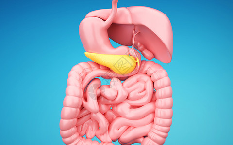人体胰腺内分泌器官高清图片