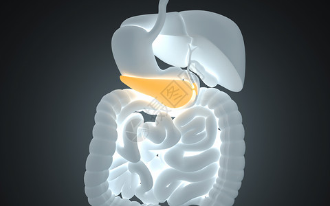 内分泌器官人体胰腺设计图片