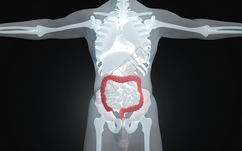 人体消化器官大肠高清图片