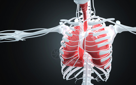 人体肺部人体结构胸透高清图片