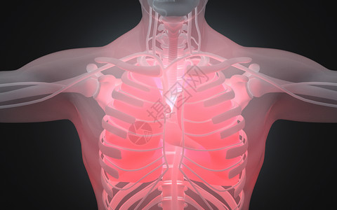 人体肺结构人体结构胸透高清图片