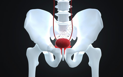 前列腺的人体膀胱结构设计图片