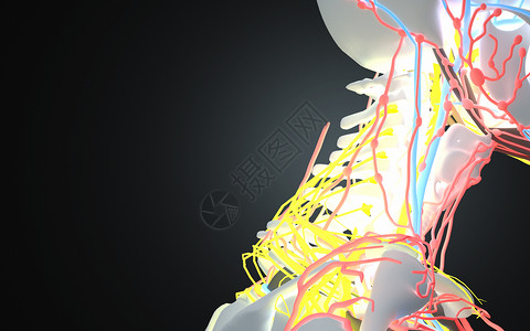 人体颈部透视高清图片