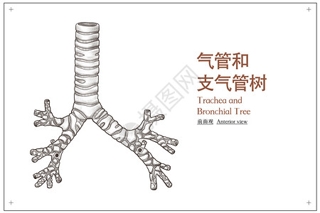 摸喉咙气管和支气管树前面观医疗插画插画