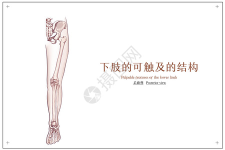 骨骼结构下肢的可触及的结构后面观医疗插画插画