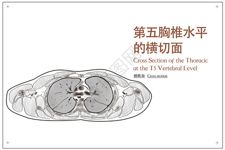 第五胸椎水平的横切面医疗插画背景图片