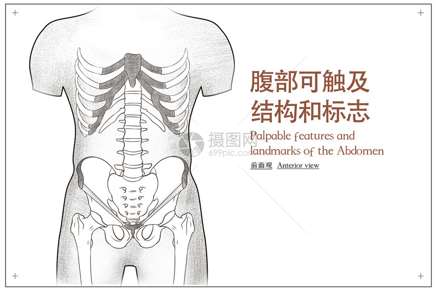 腹部人体解剖素描医疗插画图片