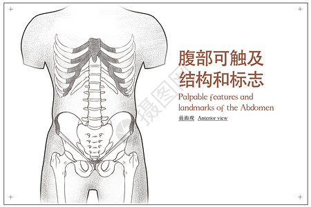 腹部人体解剖素描医疗插画高清图片