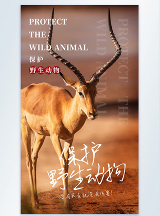小羚羊保护野生动物摄影图海报设计模板