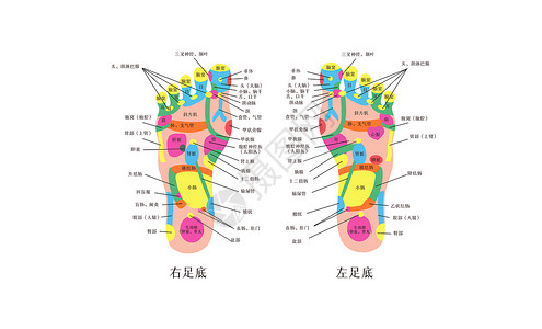 脚的穴位中医足部经脉反射对照图插画