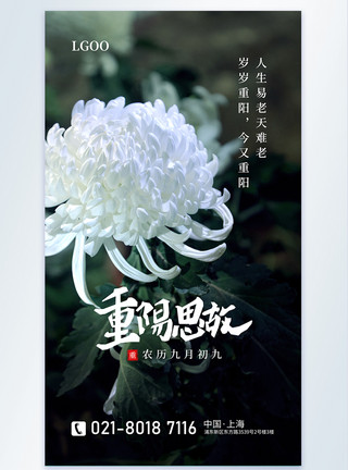 带白菊花重阳节摄影图海报模板