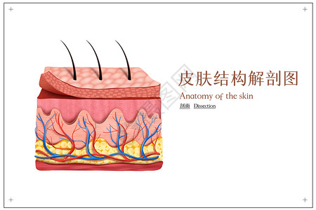皮肤肌肉立体皮肤结构示意图插画