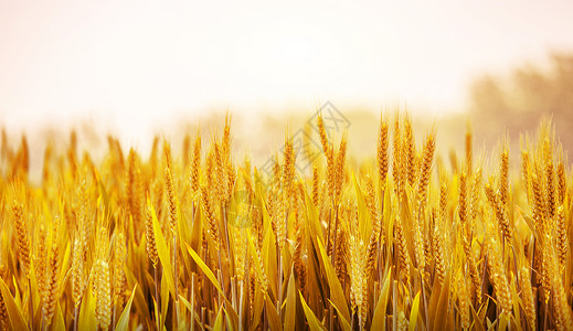 小麦生长秋天背景设计图片