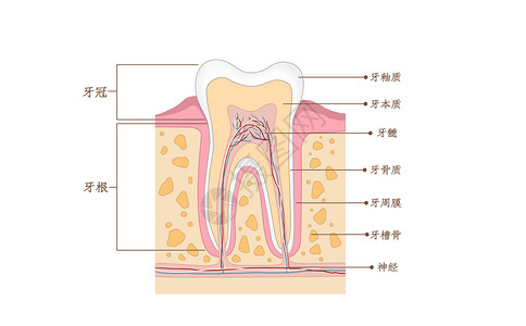 牙齿结构横截面口腔医学配图背景图片