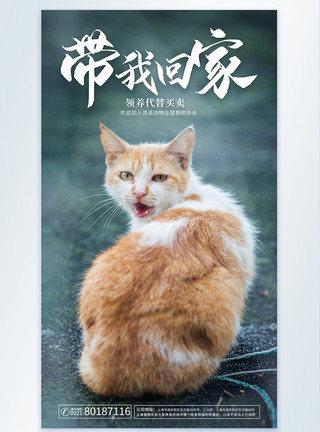 带蝴蝶结的猫关爱流浪动物公益摄影图海报模板