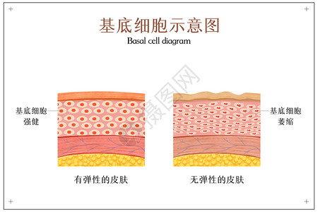 医美机构皮肤基底细胞示意图插画