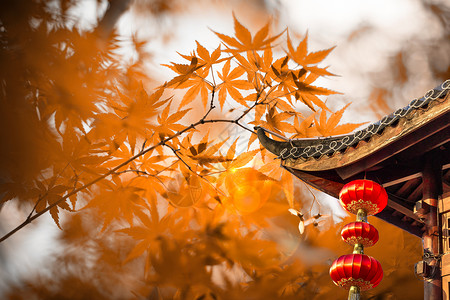 神社寺庙秋天设计图片