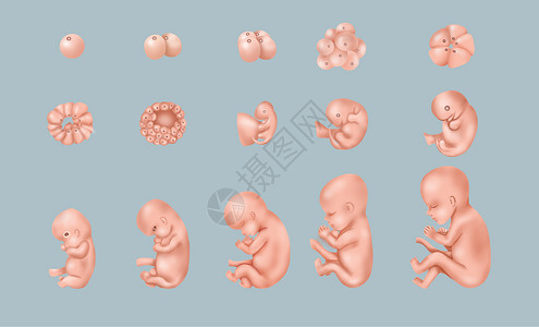 宝宝大脑发育胎儿发育过程图插画