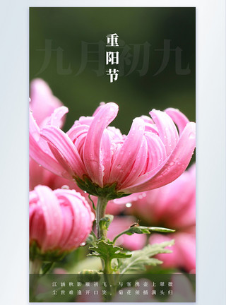 重阳节赏花促销海报九月初九重阳节摄影图海报设计模板