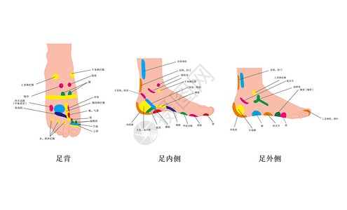 足部反射中医足部经脉反射对照图插画