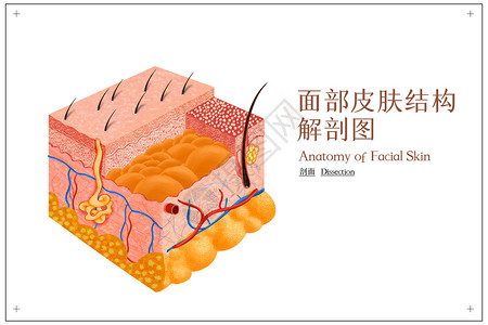 人体皮肤解剖图皮肤多层面解剖示意图插画