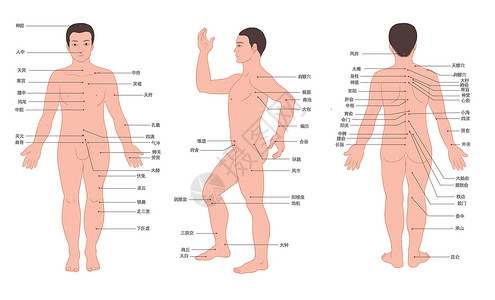 男人人体经络穴位走向图背景图片