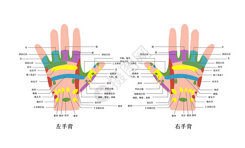 手掌健康菜手背反射区对照图插画