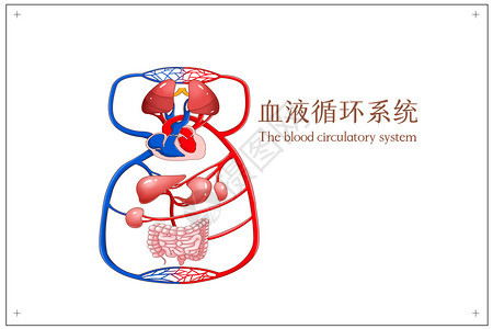 人体八大系统图手绘血液循环系统医疗插画插画