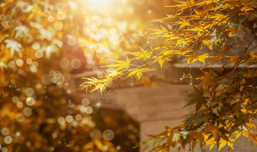 金色枫叶秋天背景设计图片
