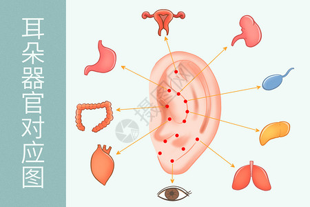 中医穴位耳朵器官对应图医疗插画背景图片