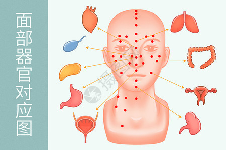 中医穴位面部器官对应图医疗插画背景图片
