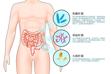肠道益生菌科普插画高清图片