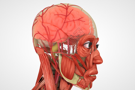 面部骨骼C4D大脑模型设计图片