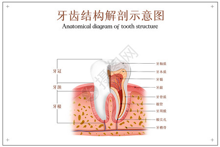 桔梗根牙齿结构解剖图插画